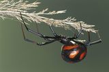 Spinnen: Faszinierende Krabbelviecher - Bild 4