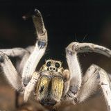 Spinnen: Faszinierende Krabbelviecher - Bild 5