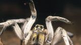 Spinnen: Faszinierende Krabbelviecher - Bild 5