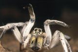 Spinnen: Faszinierende Krabbelviecher - Bild 5