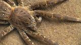 Spinnen: Faszinierende Krabbelviecher - Bild 6