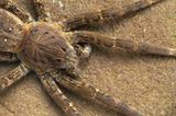 Spinnen: Faszinierende Krabbelviecher - Bild 6