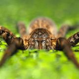 Spinnen: Faszinierende Krabbelviecher - Bild 7