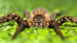Spinnen: Faszinierende Krabbelviecher - Bild 7