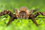 Spinnen: Faszinierende Krabbelviecher - Bild 7