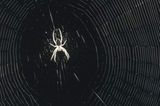 Spinnen: Faszinierende Krabbelviecher - Bild 8