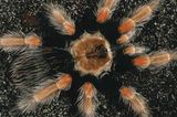 Spinnen: Faszinierende Krabbelviecher - Bild 9