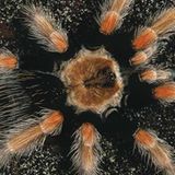 Spinnen: Faszinierende Krabbelviecher - Bild 9