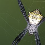 Spinnen: Faszinierende Krabbelviecher - Bild 10