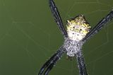 Spinnen: Faszinierende Krabbelviecher - Bild 10