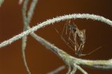 Spinnen: Faszinierende Krabbelviecher - Bild 11