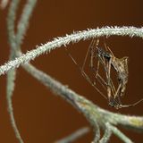 Spinnen: Faszinierende Krabbelviecher - Bild 11