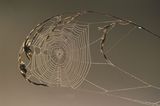 Spinnen: Faszinierende Krabbelviecher - Bild 12