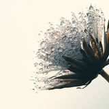 Das User-Bild des Tages - Februar 2007 - Bild 4