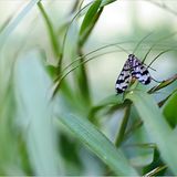 Das User-Bild des Tages - Februar 2007 - Bild 6