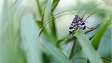 Das User-Bild des Tages - Februar 2007 - Bild 6
