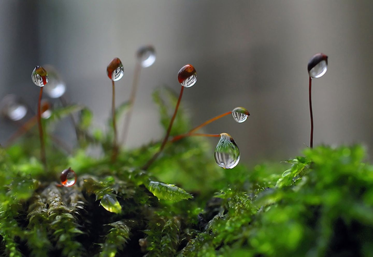Das User-Bild des Tages - Februar 2007 - Bild 11