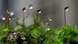 Das User-Bild des Tages - Februar 2007 - Bild 11