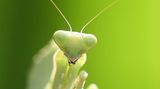 Das User-Bild des Tages - Februar 2007 - Bild 14