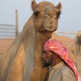 Fotogalerie zum Cover-Wettbewerb: Dubai - Bild 11