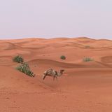 Fotogalerie zum Cover-Wettbewerb: Dubai - Bild 13