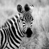 Das User-Bild des Tages - März 2007 - Bild 2