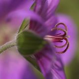 Das User-Bild des Tages - März 2007 - Bild 5