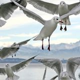 Das User-Bild des Tages - März 2007 - Bild 10