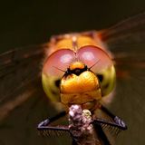 Das User-Bild des Tages - März 2007 - Bild 18