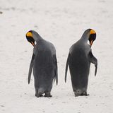 Das User-Bild des Tages - März 2007 - Bild 20