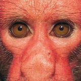 Fotogalerie: Uakaris