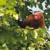 Fotogalerie: Uakaris - Bild 2