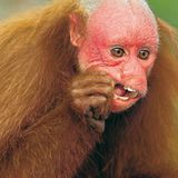 Fotogalerie: Uakaris - Bild 5