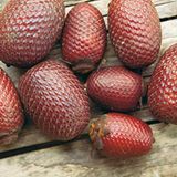 Fotogalerie: Uakaris - Bild 6