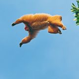 Fotogalerie: Uakaris - Bild 8