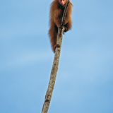 Fotogalerie: Uakaris - Bild 9