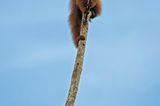 Fotogalerie: Uakaris - Bild 9