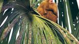 Fotogalerie: Uakaris - Bild 10