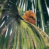 Fotogalerie: Uakaris - Bild 10