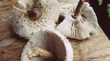 Fotogalerie: Südtirol mit Kindern - Bild 7