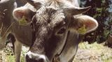 Fotogalerie: Südtirol mit Kindern - Bild 10