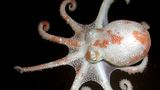Fotoshow: Kraken