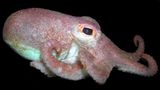 Fotoshow: Kraken - Bild 2