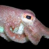 Fotoshow: Kraken - Bild 2