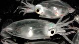 Fotoshow: Kraken - Bild 3
