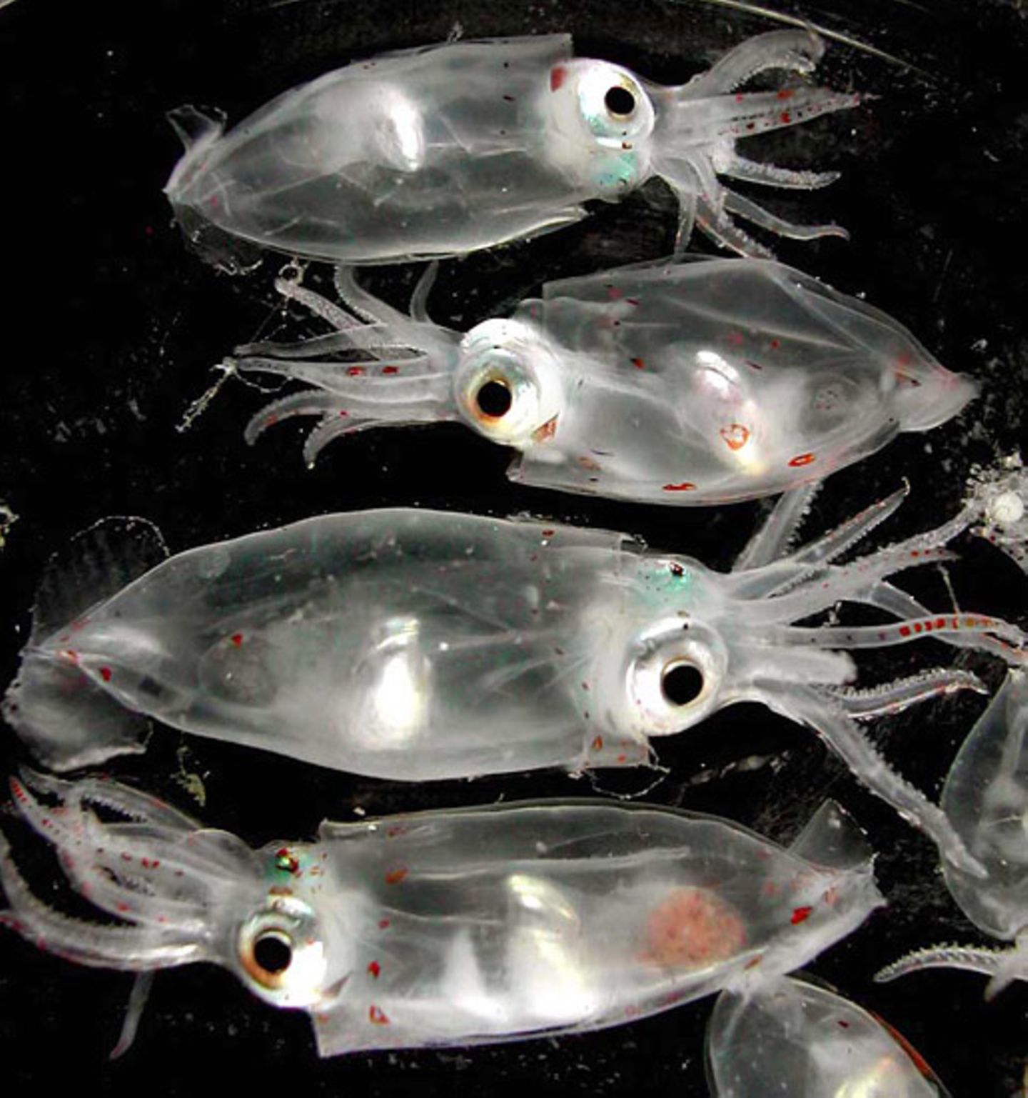 Fotoshow: Kraken - Bild 3