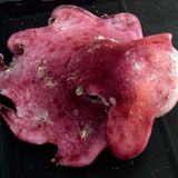 Fotoshow: Kraken - Bild 4