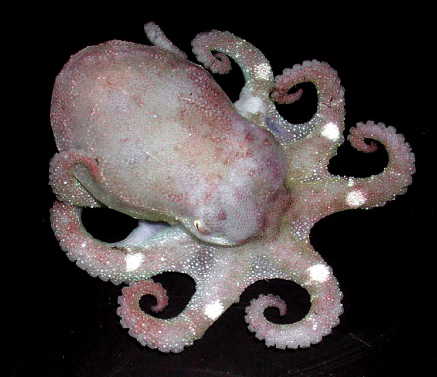 Fotoshow: Kraken - Bild 5