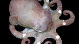 Fotoshow: Kraken - Bild 5