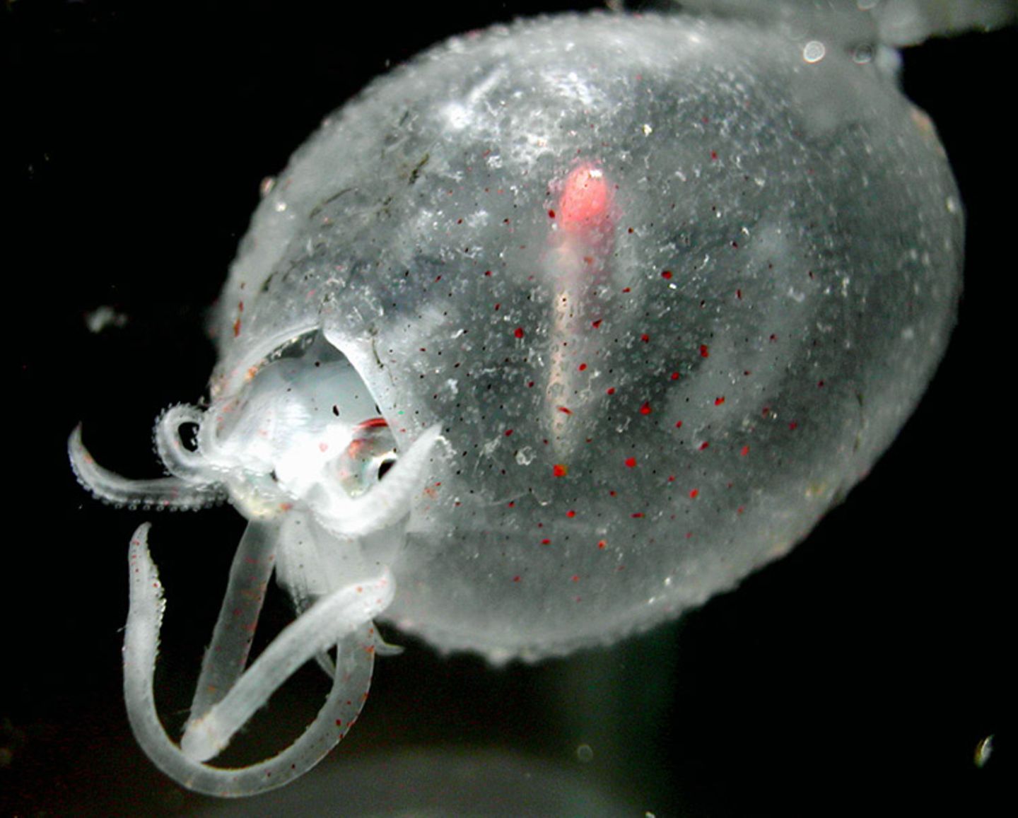 Fotoshow: Kraken - Bild 6